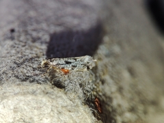 Nemapogon nevadella