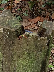 Dendrelaphis cyanochloris