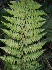 Dennstaedtia davallioides