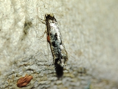 Nemapogon nevadella