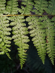 Dennstaedtia davallioides