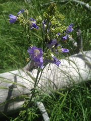 Polemonium occidentale