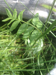 Polemonium occidentale