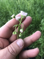 Erigeron philadelphicus philadelphicus