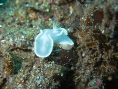 Glossodoris buko