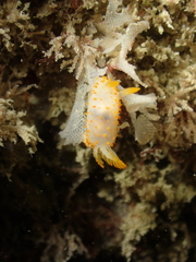 Crimora papillata