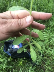 Erigeron philadelphicus philadelphicus