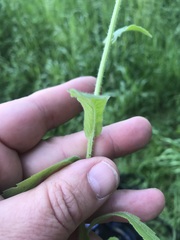 Erigeron philadelphicus philadelphicus