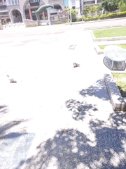 Columba livia
