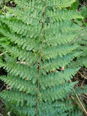 Dennstaedtia davallioides