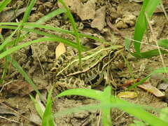 Pelophylax nigromaculatus