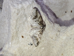 Tephronia lhommaria