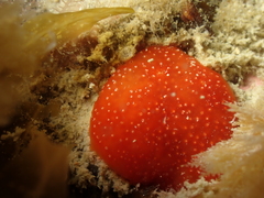Polysyncraton lacazei