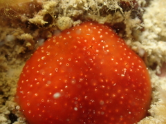 Polysyncraton lacazei