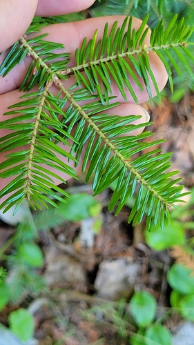 balsam fir