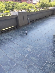 Columba livia domestica