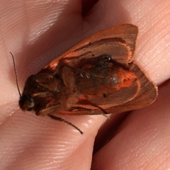 Phragmatobia
