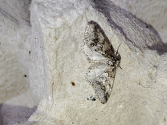 Tephronia lhommaria