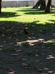Callosciurus erythraeus thaiwanensis