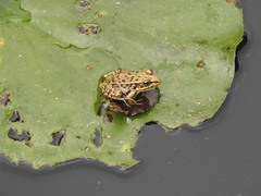 Pelophylax nigromaculatus