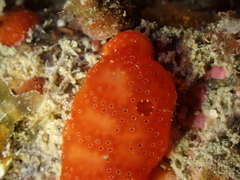 Polysyncraton lacazei