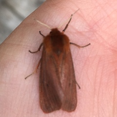 Phragmatobia