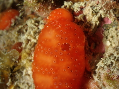 Polysyncraton lacazei
