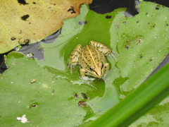 Pelophylax nigromaculatus
