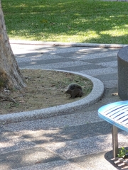 Callosciurus erythraeus thaiwanensis