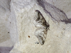 Tephronia lhommaria