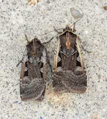 Parabagrotis exsertistigma