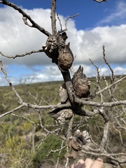 Hakea psilorrhyncha