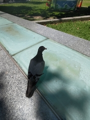 Columba livia