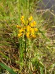 Platanthera cristata