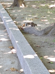 Callosciurus erythraeus thaiwanensis