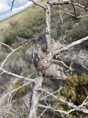 Hakea psilorrhyncha