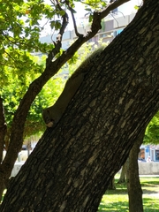 Callosciurus erythraeus thaiwanensis