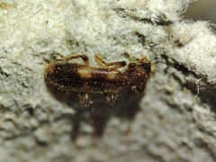 Opilo domesticus