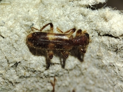 Opilo domesticus