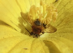 Megachile rufovittata