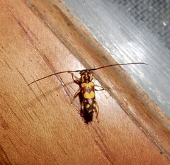 Glenea vellayaniensis