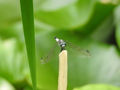 Orthetrum albistylum speciosum