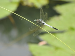 Orthetrum albistylum speciosum