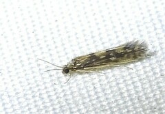 Agraylea multipunctata