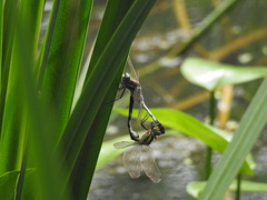 Orthetrum albistylum speciosum