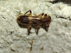 Opilo domesticus