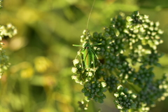 Leptophyes intermedia