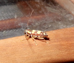 Glenea vellayaniensis