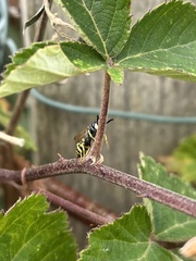 Philanthus triangulum