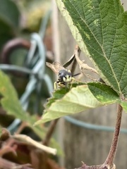 Philanthus triangulum